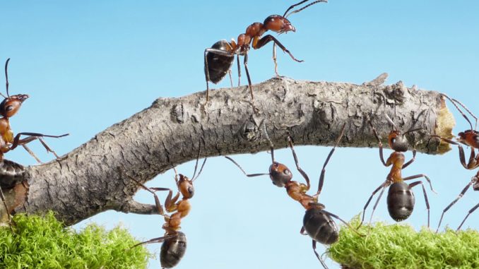 Ameisen bekämpfen in Garten und % Haus > Garten Ratgeber