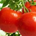 Reife Tomaten an der Tomatenpflanze