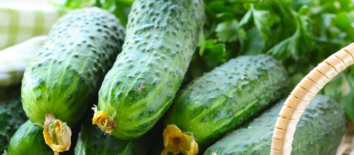 Gurken pflanzen >