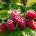 Himbeeren an der Pflanze