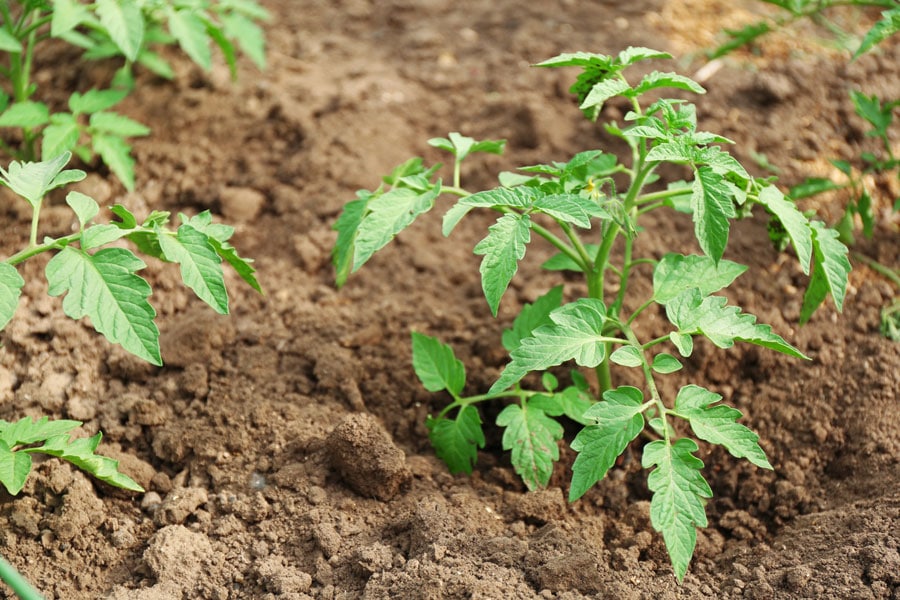 Tomatensetzling wird eingepflanzt