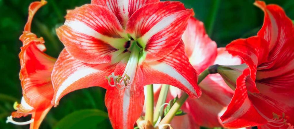 Amaryllis Blüte