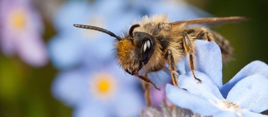 Biene auf einer Blüte in Nahaufnahme