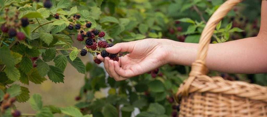 Brombeeren ernten