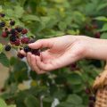 Brombeeren ernten