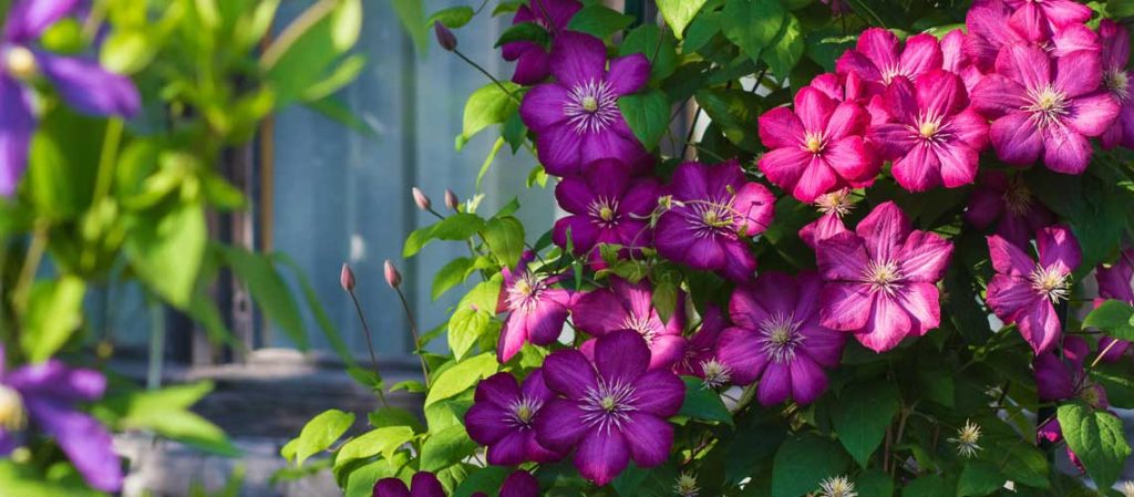 Lila Clematis