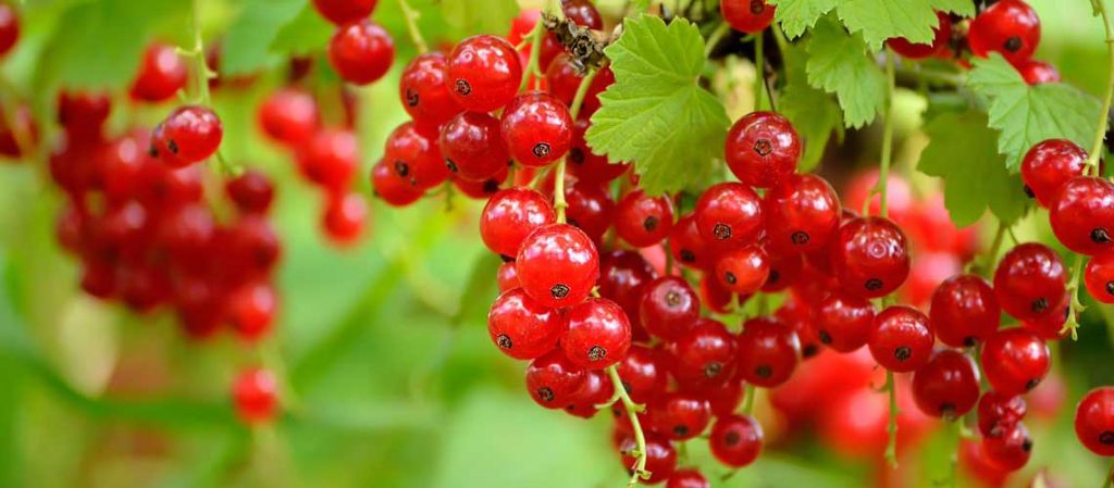 Rote Johannisbeeren an der Pflanze