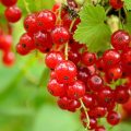Rote Johannisbeeren an der Pflanze