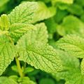 Blätter der Melisse in Nahaufnahme