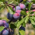 Pflaumen am Pflaumenbaum