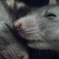 Ratten schlafen im Nest