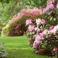 Rhododendren im Garten