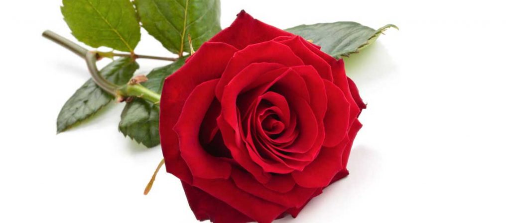 Eine rote Rose in Nahaufnahme