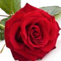 Eine rote Rose in Nahaufnahme