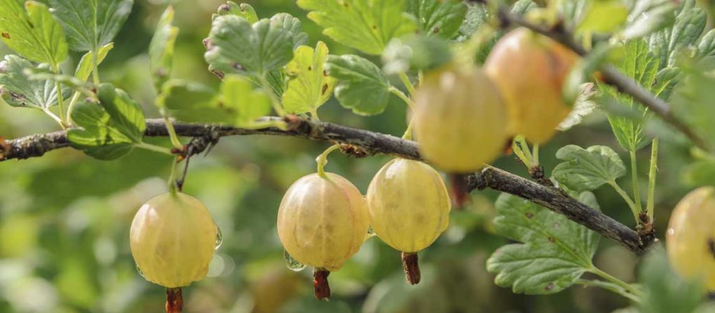 grüne Stachelbeeren an der Pflanze