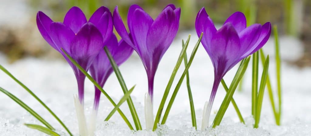 Krokusse stoßen durch die Schneedecke