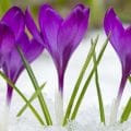 Krokusse stoßen durch die Schneedecke