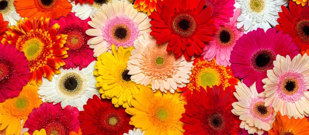 Gerbera Blüten in verschiedenen Farben