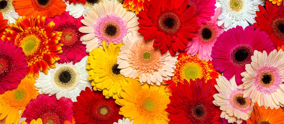 Gerbera >