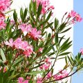 Blühender Oleander