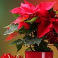 Weihnachtsstern im Topf