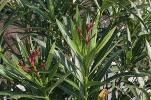 Oleander bildet Blüten aus