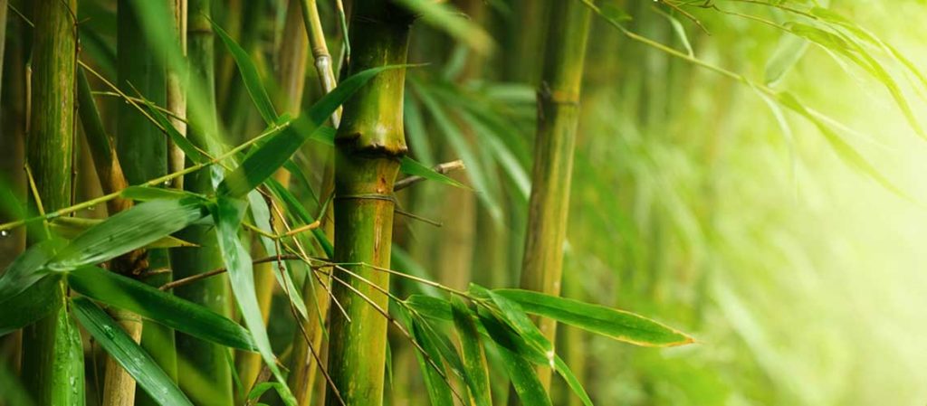 Bambuspflanzen in Nahaufnahme