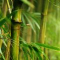 Bambuspflanzen in Nahaufnahme