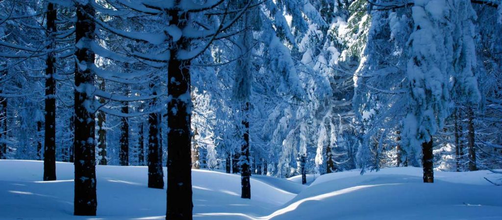 Wald unter einer dicken Schneeschicht