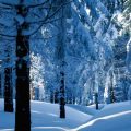 Wald unter einer dicken Schneeschicht