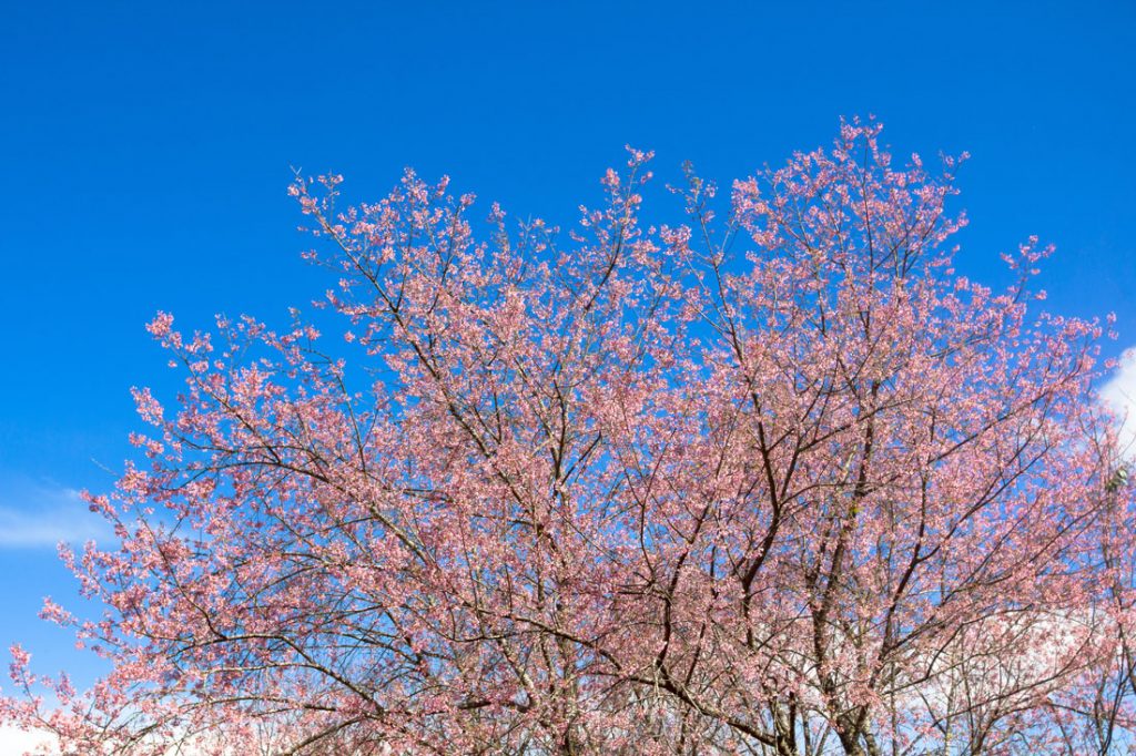 Kirschbaum in der Blüte