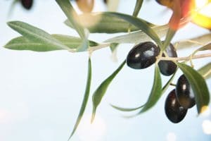 Reife Oliven am Olivenbaum