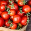frisch geerntete Tomaten