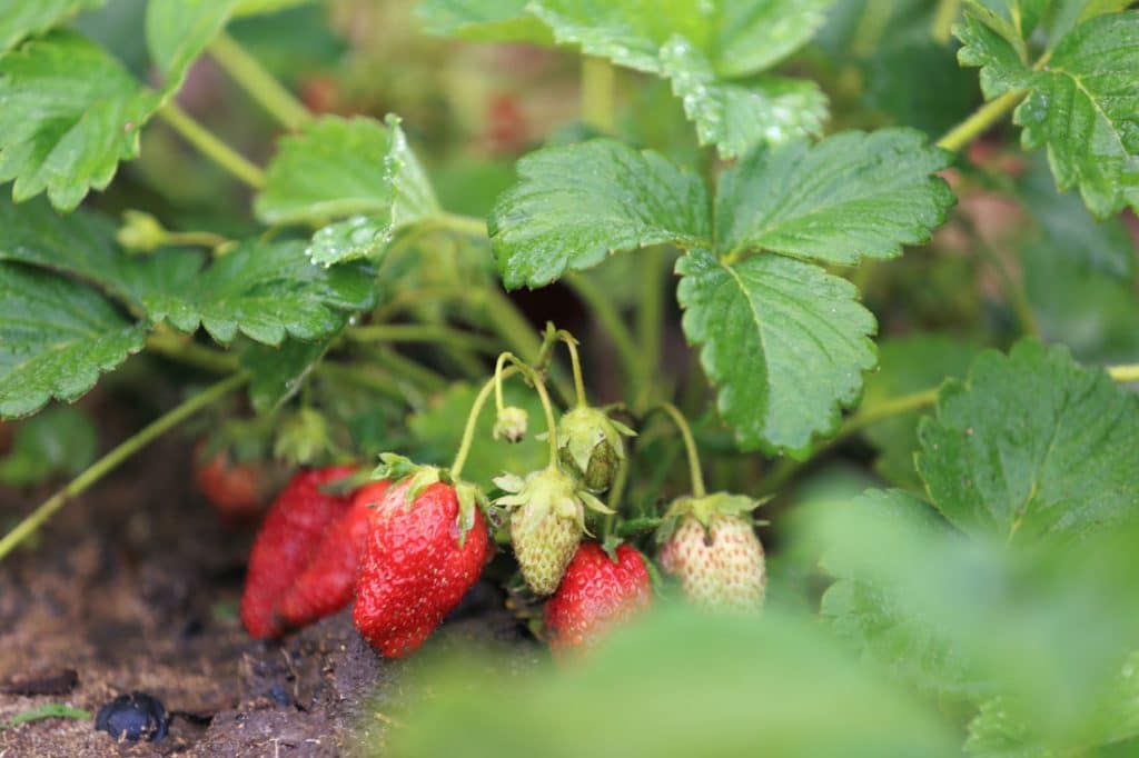 verstellbar Erdbeer-Gartenpflanzenkäfig 3 Stück TIAVNTD Erdbeerstützen hält die Pflanze sauber und verrottet nicht an regnerischen Tagen 