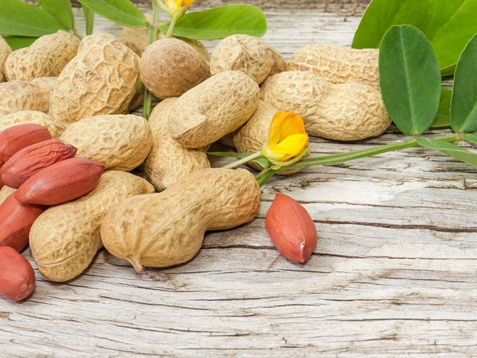 Gemüsegarten > Garten Ratgeber