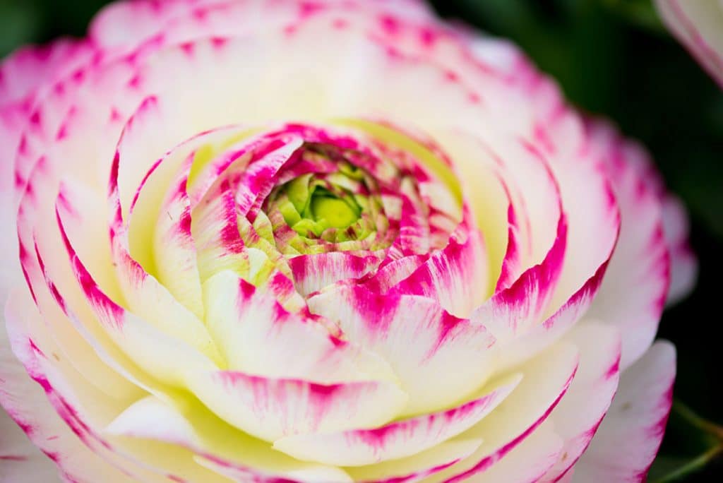 Nahaufnahme weiß/Rosa Ranunkel Blüte