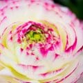 Nahaufnahme weiß/Rosa Ranunkel Blüte