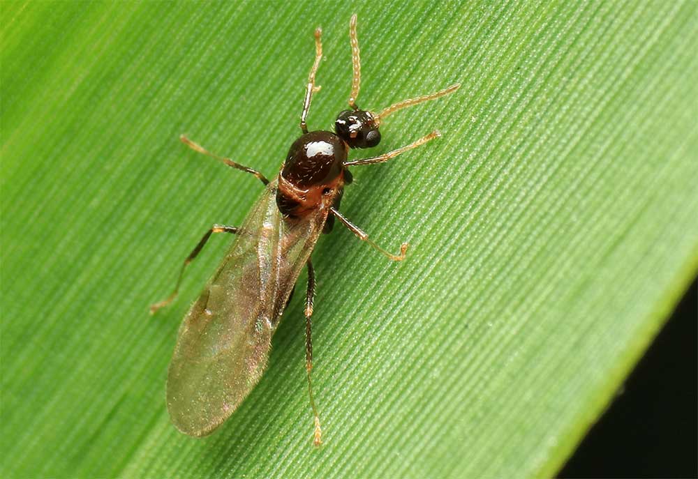 Eine fliegende Ameise auf einem Blatt