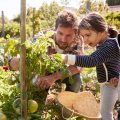 Vater mit Kindern baut Gemüse im Kleingarten an.