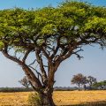 Ein Akazien Baum in der Savanne