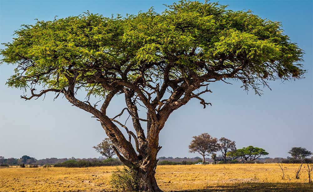 Ein Akazien Baum in der Savanne
