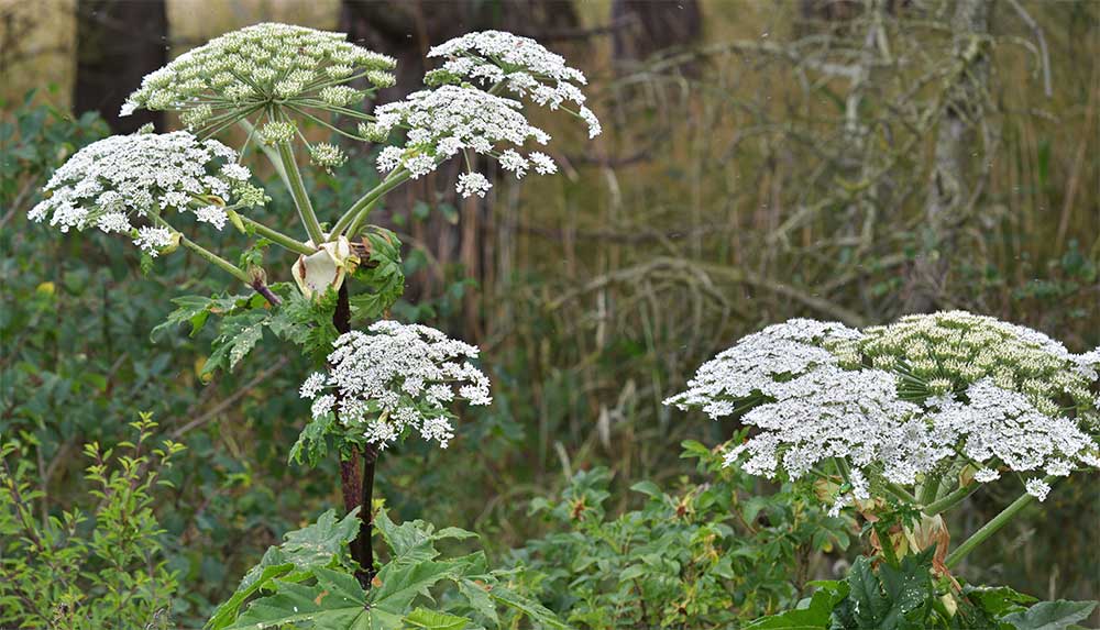 Bärenklau auf einer Wiese