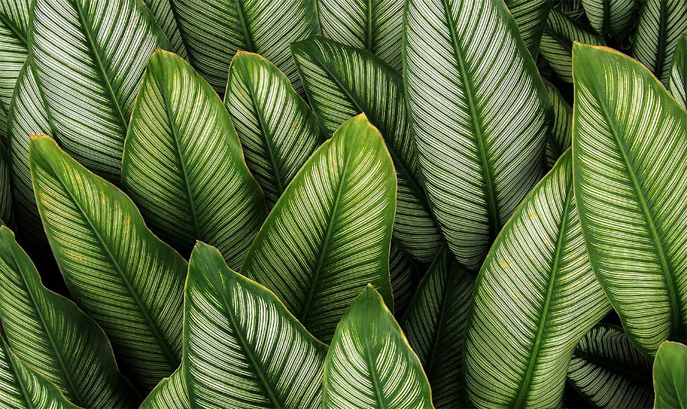 Blätter der Calathea