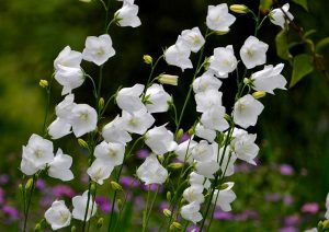 Weiße Glockenblumen
