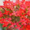 Kalanchoe Blüten Nahaufnahme