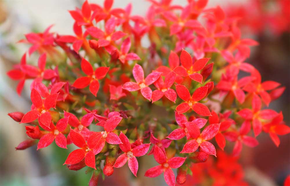 Kalanchoe Blüten Nahaufnahme