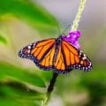 Schmetterling 653218