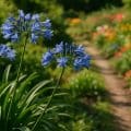 Agapanthus