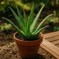 Aloe Vera pflegen – Standort, Gießen, Düngen und Vermehren