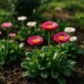 Bellis